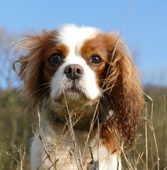 Portrait of a Cavalier King Charles Spaniel outdoors 