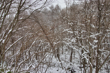 雪景色