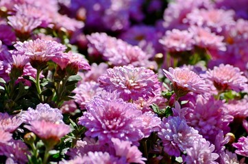 Raindrops on beautiful pink chrysanthemum flowers in the garden, traditional autumn flower
