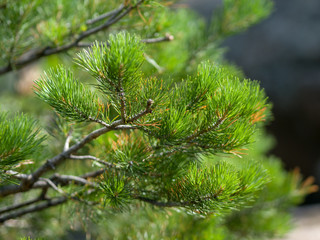 Close up of cedar branches green needles. Summer sunny day