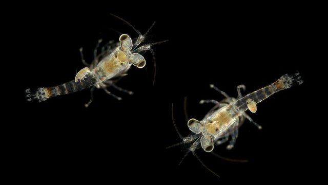 Mizida shrimp and the parasitic Isopoda larva under a microscope, at the stage of kryptonium, at this stage it searches for crayfish or crabs that serve as the final hosts of this type of parasite, at
