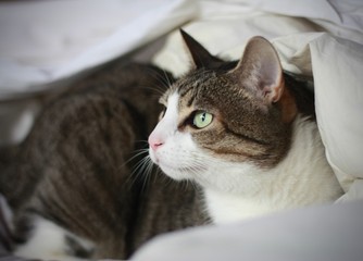 Cat standing happily in a bed white sheets