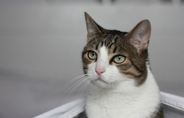 Cat standing happily in a bed white sheets