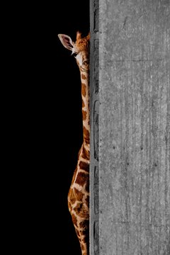 peekaboo (Giraffe peeking around a wall)