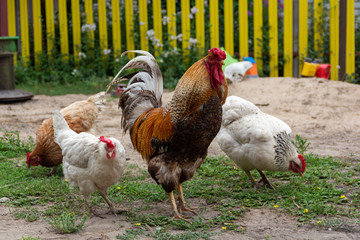 chicken and cock in the village