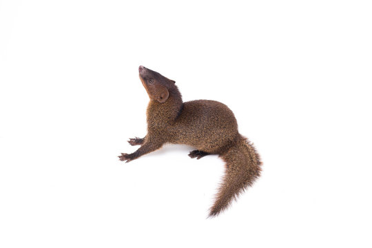 Close up of Javan Mongoose or Small asian mongoose (Herpestes javanicus) isolated on white background