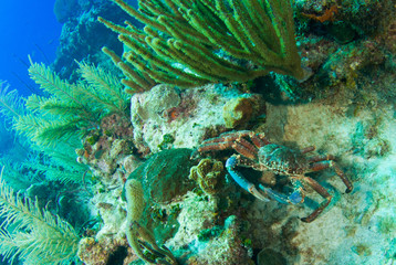 Fototapeta na wymiar This large reef dwelling animal is called a channel crab. I was particularly lucky to get this shot as this creature is often easily spooked by divers