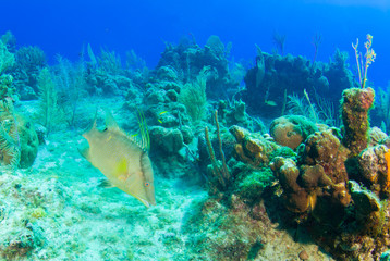 Fototapeta na wymiar A lone hogfish scours the reef for food. This pretty fish is popular for spearfishing and then regarded by many as very good eating.