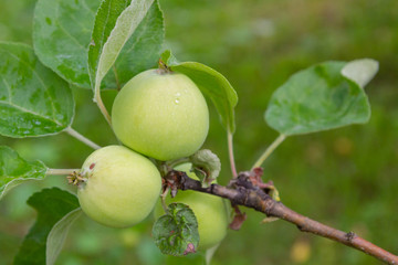 The fruits of apples hang and ripen on the tree in summer