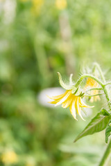 The yellow flower of the future tomato blooms in the greenhouse