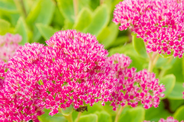 Garden bright beautiful pink flowers grow in autumn