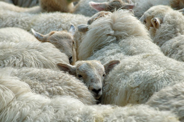 close-up on herd of sheep