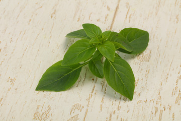 Fresh green Basil leaves - for cooking