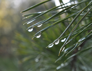 Rain drops on pine needles