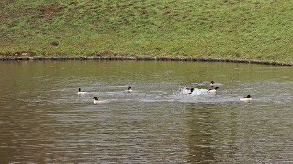 Gänsesäger (Mergus merganser) im Wasser