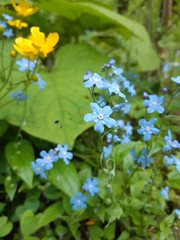 flowers in the garden