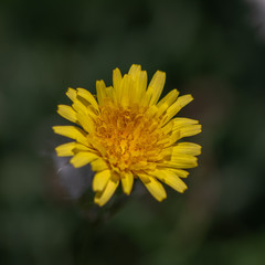 flor