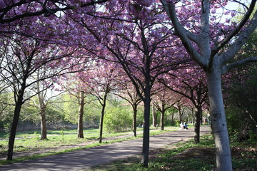 Cherry trees in bloom in Berlin in spring