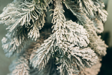 Close-up of snow-covered branches of spruce decoration for Christmas.