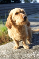 A Basset fauve de bretagne looking to hunt outdoors