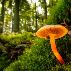 Pilz auf Moos im Wald