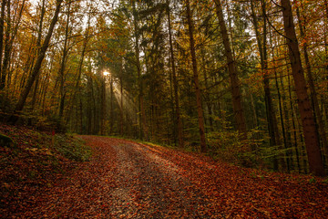 Wald Weg Bäume Sonnenstrahlen