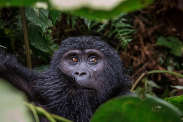 close up portrait of a black gorilla looking at you in the wild deep in the jungle