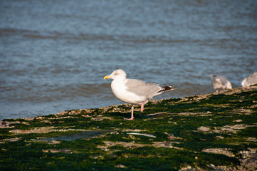 Seagull near breakwater in Ostend, Belgium