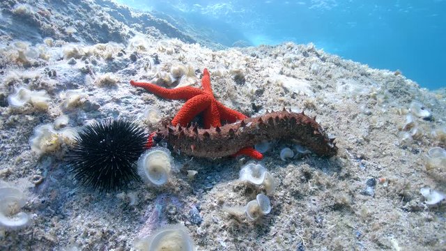 A red sea star with a sea cucumber and an urchin on a rock underwater in the Mediterranean sea, France