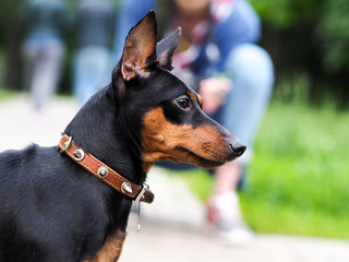 Portrait of Doberman Pincher puppy. The dog on the walk
