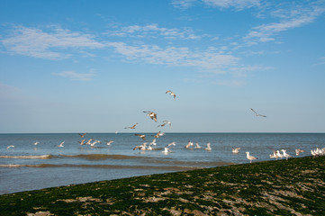 Seagull near breakwater in Ostend, Belgium