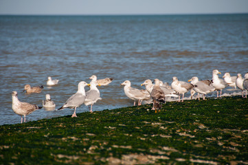 Seagull near breakwater in Ostend, Belgium