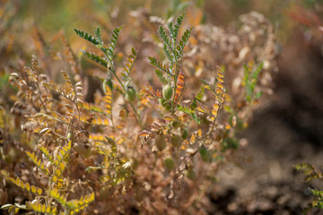 Chickpeas pod with green young plants in the farm field, Closeup.