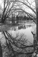 Trees reflected in the White River in Indianapolis