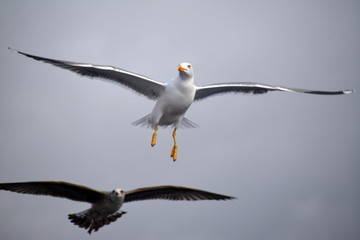 Weiße Möwe und braune Raubmöve gleiten am Himmel