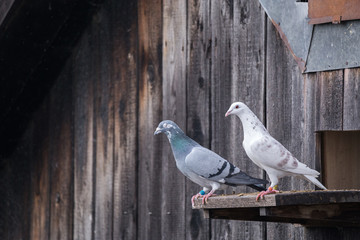 White and gray pigeons (Columba livia domestica) standing on the edge of an entrance to a barn