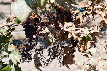 Neglecting grapevines with dying fruit