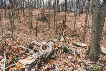 A fallen tree lays in the forest in a nature park in Indianapolis