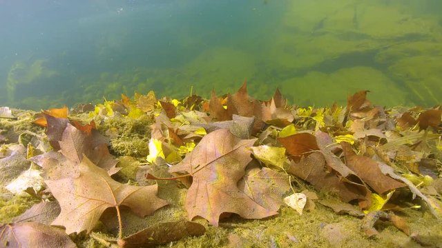 Fallen leaves underwater on the riverbed, La Muga river, Spain, Catalonia, Alt Emporda