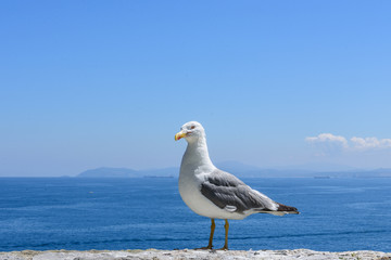 seagull posing on top of a stone wall