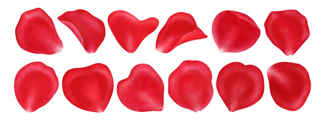 Rose petals isolated on white background..Valentines day,wedding, mother day,March 8,international women day decoration,.Digital clip art.Warercolor illustration.