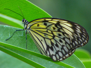 Beautiful Yellow Butterfly from Costa Rica