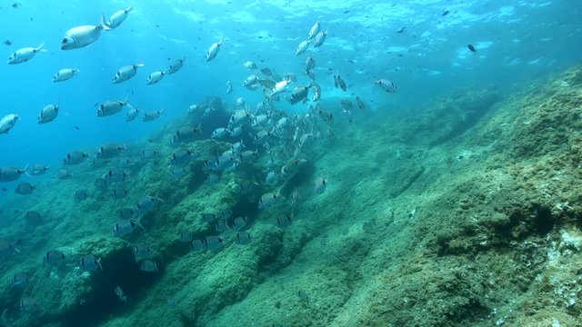 Mediterranean sea school of fish two-banded seabream, Diplodus vulgaris, underwater scene, marine reserve of Cerbere Banyuls, Pyrenees-Orientales, Occitanie, France