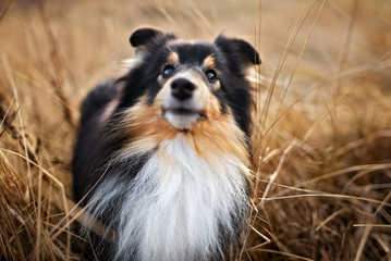 tricolor sheltie dog portrait in dry grass outdoors