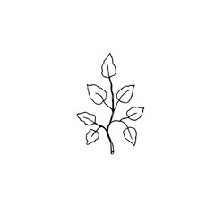 Leaves  florist hand drawn illustration 