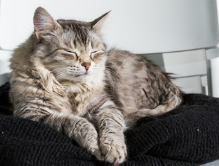 Fototapeta premium Adorable long haired cat of siberian breed in relax outdoor, purebred hypoallergenic animal