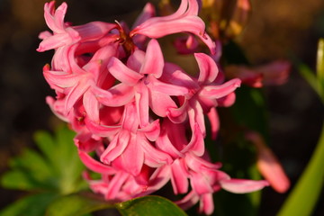 Hyazinthen in der Morgensonne