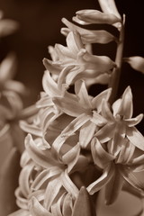 Hyazinthen im Frühjahr