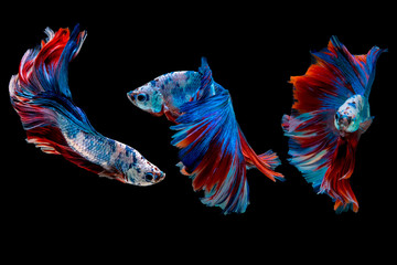 Siamese fighting fish.Multi color fighting fish isolated on black background.