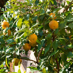 Bigaradier ou oranger amer (Citrus aurantium) aux rameaux garnis d'oranges teintées de vert et...